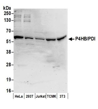 Rabbit anti-P4HB/PDI Antibody, Affinity Purified