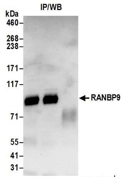 Rabbit anti-RANBP9 Antibody, Affinity Purified