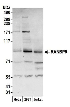 Rabbit anti-RANBP9 Antibody, Affinity Purified