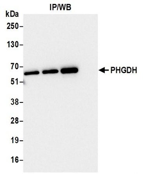 Rabbit anti-PHGDH Antibody, Affinity Purified
