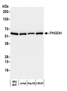 Rabbit anti-PHGDH Antibody, Affinity Purified