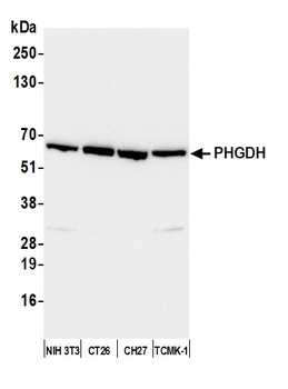 Rabbit anti-PHGDH Antibody, Affinity Purified