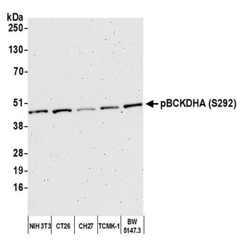 Rabbit anti-BCKDHA, Phospho (S292) Antibody, Affinity Purified