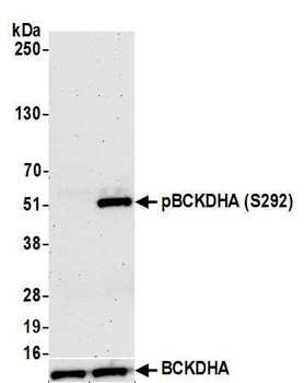 Rabbit anti-BCKDHA, Phospho (S292) Antibody, Affinity Purified