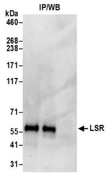 Rabbit anti-LSR Antibody, Affinity Purified