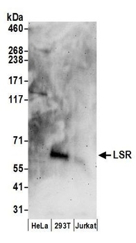 Rabbit anti-LSR Antibody, Affinity Purified