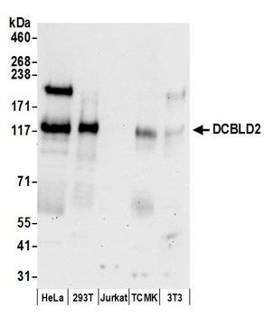 Rabbit anti-DCBLD2 Antibody, Affinity Purified