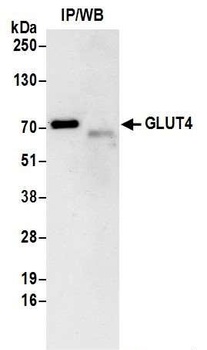 Rabbit anti-GLUT4 Antibody, Affinity Purified