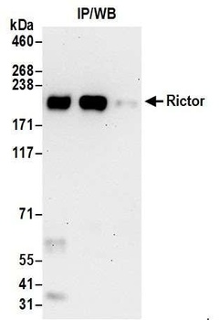Rabbit anti-Rictor Antibody, Affinity Purified