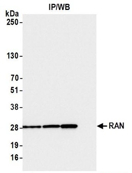 Rabbit anti-RAN Antibody, Affinity Purified