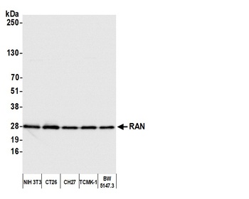 Rabbit anti-RAN Antibody, Affinity Purified