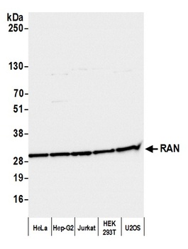 Rabbit anti-RAN Antibody, Affinity Purified