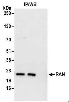 Rabbit anti-RAN Antibody, Affinity Purified