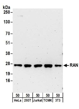 Rabbit anti-RAN Antibody, Affinity Purified