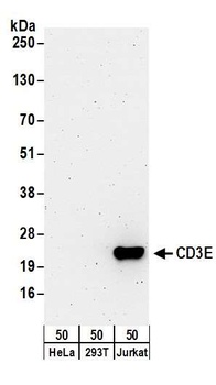 Rabbit anti-CD3E Antibody, Affinity Purified