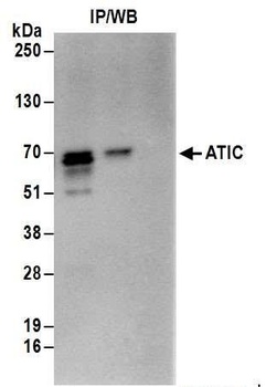 Rabbit anti-ATIC Antibody, Affinity Purified
