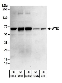 Rabbit anti-ATIC Antibody, Affinity Purified