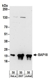 Rabbit anti-BAP18 Antibody, Affinity Purified