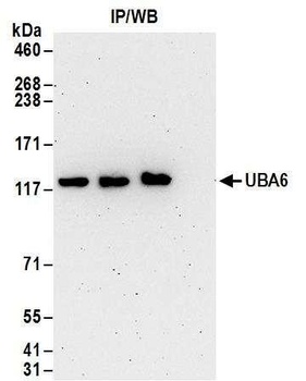 Rabbit anti-UBA6 Antibody, Affinity Purified