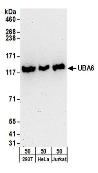 Rabbit anti-UBA6 Antibody, Affinity Purified