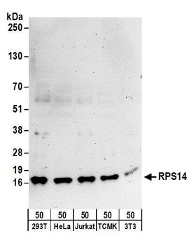Rabbit anti-RPS14 Antibody, Affinity Purified