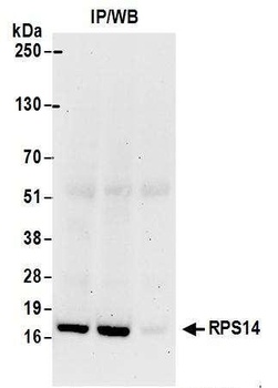 Rabbit anti-RPS14 Antibody, Affinity Purified