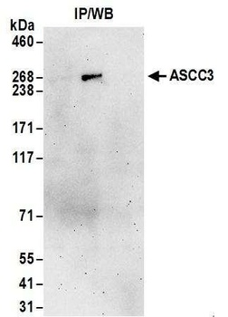 Rabbit anti-ASCC3 Antibody, Affinity Purified