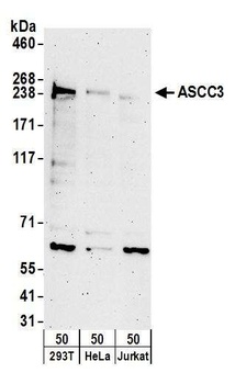 Rabbit anti-ASCC3 Antibody, Affinity Purified