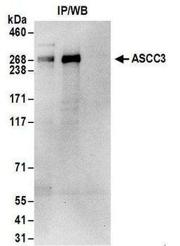 Rabbit anti-ASCC3 Antibody, Affinity Purified
