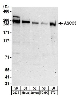 Rabbit anti-ASCC3 Antibody, Affinity Purified