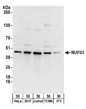 Rabbit anti-NUP43 Antibody, Affinity Purified