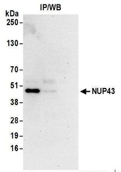 Rabbit anti-NUP43 Antibody, Affinity Purified