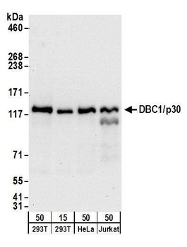 Goat anti-DBC1/p30 DBC Antibody, Affinity Purified