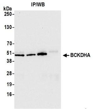 Rabbit anti-BCKDHA Antibody, Affinity Purified