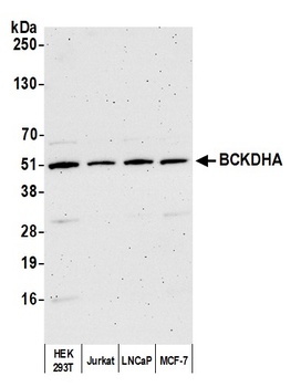 Rabbit anti-BCKDHA Antibody, Affinity Purified