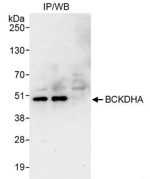 Rabbit anti-BCKDHA Antibody, Affinity Purified