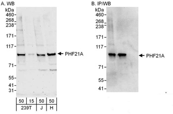 Rabbit anti-PHF21A Antibody, Affinity Purified