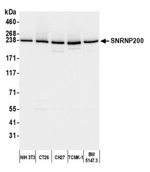 Rabbit anti-SNRNP200 Antibody, Affinity Purified
