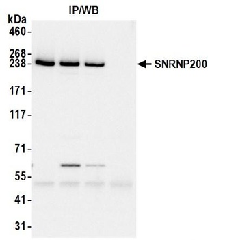 Rabbit anti-SNRNP200 Antibody, Affinity Purified