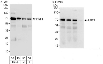 Rabbit anti-HSF1 Antibody, Affinity Purified