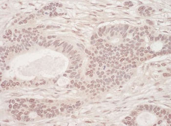 Rabbit anti-SLTM Antibody, Affinity Purified