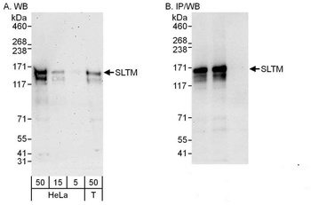 Rabbit anti-SLTM Antibody, Affinity Purified