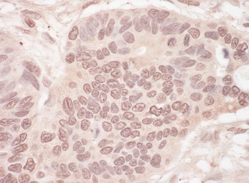 Rabbit anti-SLTM Antibody, Affinity Purified