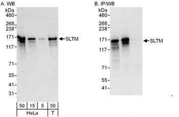 Rabbit anti-SLTM Antibody, Affinity Purified
