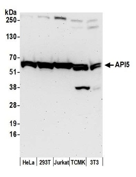 Rabbit anti-API5 Antibody, Affinity Purified