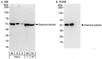 Rabbit anti-Gamma-Tubulin Antibody, Affinity Purified