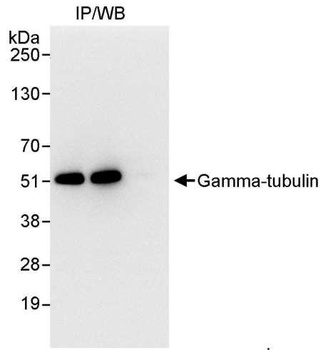 Rabbit anti-Gamma-Tubulin Antibody, Affinity Purified