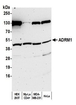 Rabbit anti-ADRM1 Antibody, Affinity Purified