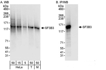 Rabbit anti-SF3B3 Antibody, Affinity Purified