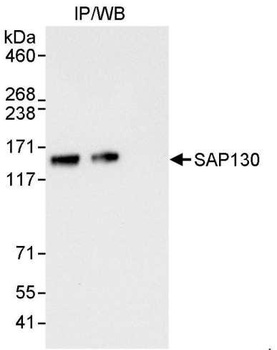 Rabbit anti-SAP130 Antibody, Affinity Purified